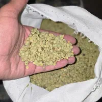 عدس درجه یک بوجاری شده
