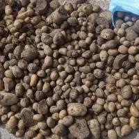 بذر سیب زمینی