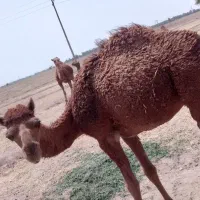 شترخوش تیپ دو عدد ماده نر شتر  برای مال داری
