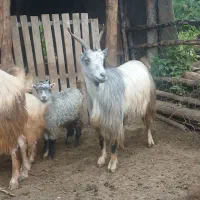 بز داشتی
