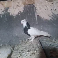 طوقی