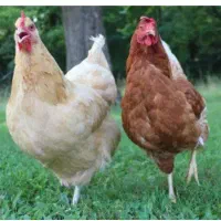 مرغ تخم گذار آلعیرام