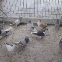 کبوترساده زرد و سیاه و چپ دم سفیدپرشی