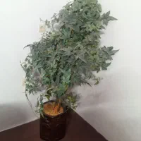 درخچه تزئینی
