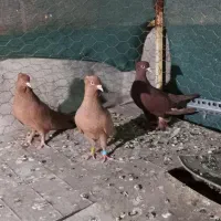 کفتر بهبونی پلاکی کبوتر