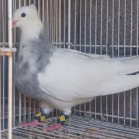 طوقی