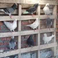 کفتر پرشی