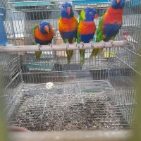 طوطی لوری وا جوجه شاه طوطی