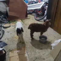 گمشده