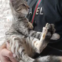 گربه مهربون