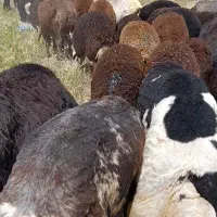 دو عدد قوچ پلنگی درجه یک