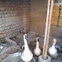 غوغاز فروشی