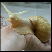 حلزون کلاژن ساز
