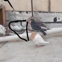 ی عدد کبوتر کله دم نر مست مست فروشی