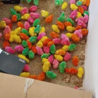 جوجه رنگی رسمی اردک