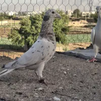 کبوتر|پرنده|شیراز, تل حسینآباد|دیوار