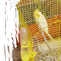 عروس هلندی
