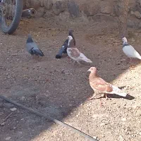 چند عدد کفتر فروشی