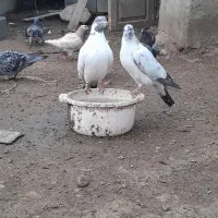 کبوتر تهرانی
