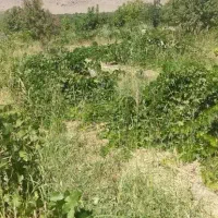 کارگر فوری برای باغ