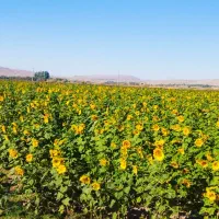 گندم  تازه بدون اشغال ..گاه نرم موجود هست