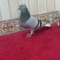سبز‌دم‌سفید