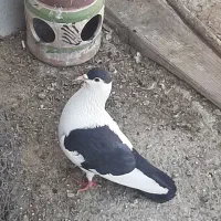 کفتر