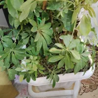 درختچه