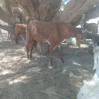 ۰۰۰۰۰۰