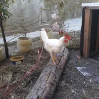خروس ۳ماهه