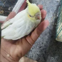 عروس هلندی یک ماهه دستی سالم