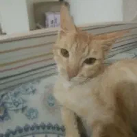 گربه نارنجی دختر