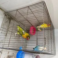 طوطی برزیلی