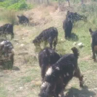 بیگ نر