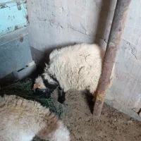 گوسفند