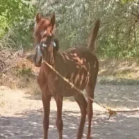 کره اسب ماده ده ماهه سمند