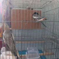 جفت عروس هلندی