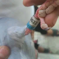 پرنده عراق نقطه مشترک الملوک ا