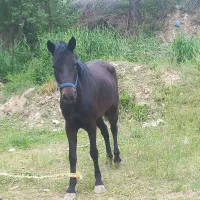 اسب|اسب و تجهیزات اسب‌سواری|اردبیل, |دیوار