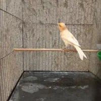 قناری سرخ مست