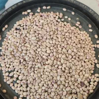 لوبیا چیتی درجه یک (جزئی و عمده)