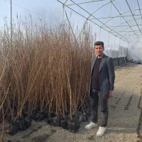 نهال و درخت بادام و انار درشت