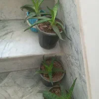 گل آلوئه ورا