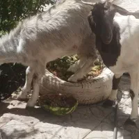 بزپاکستانی با کره