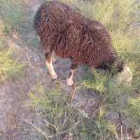 یک عدد بره کوشتی