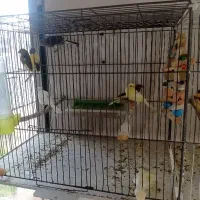 بچه قناری