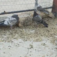 کفتر|پرنده|قائن, |دیوار