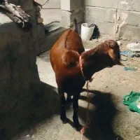 یگ عدد کهره نر چاق پلم