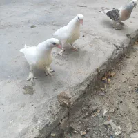 کبوتر گره سفید