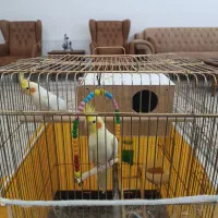 عروس هلندی